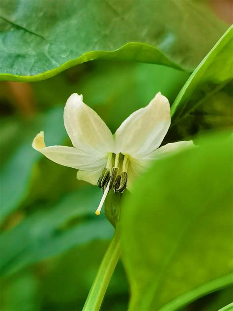 辣椒 花|辣椒的花有什么特点？